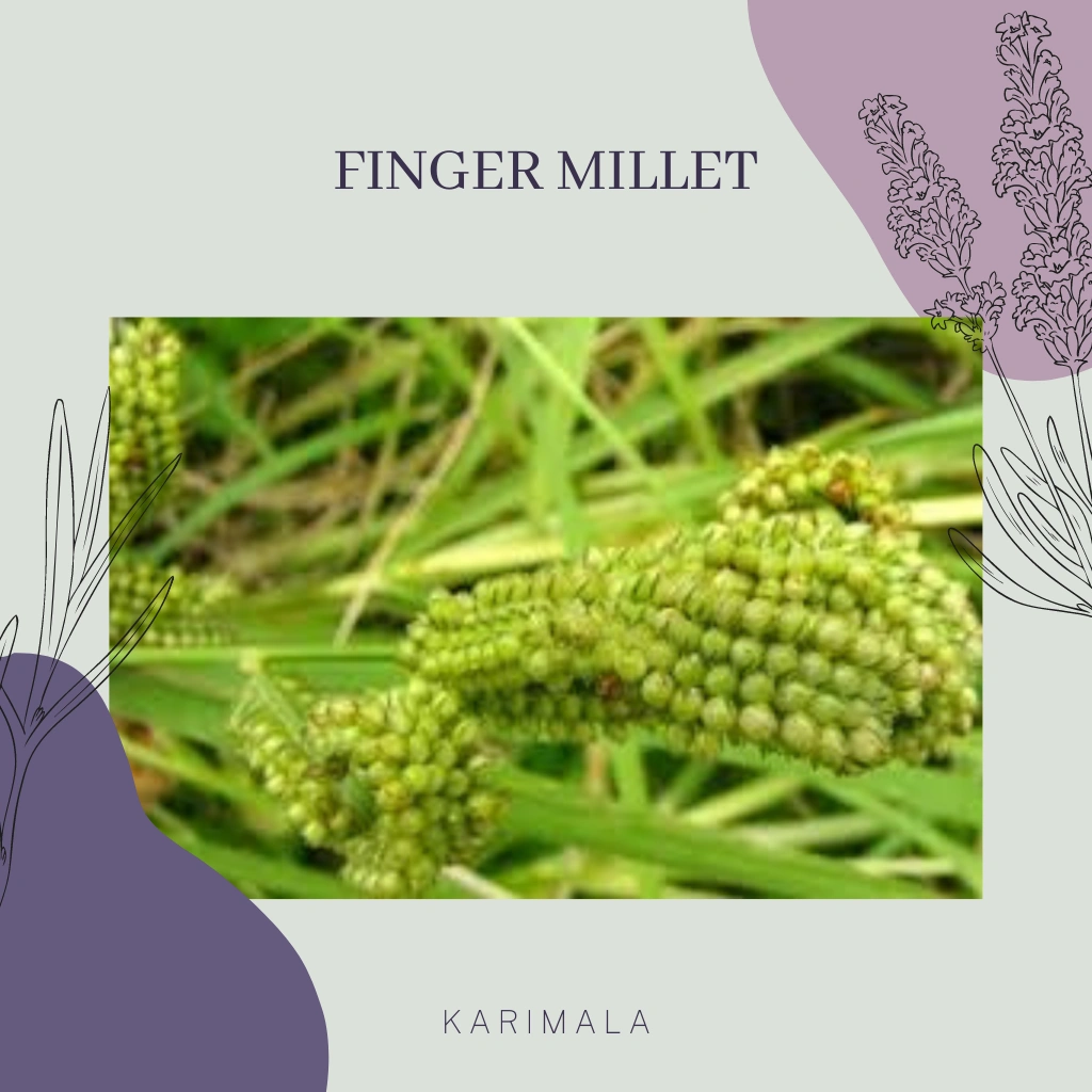 Finger Millet(Ragi)  1 KG-0006