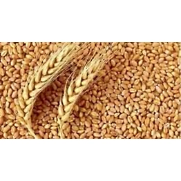 Tukdi Wheat Grain