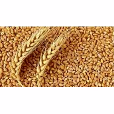 jivandeep wheat grain -tukdi
