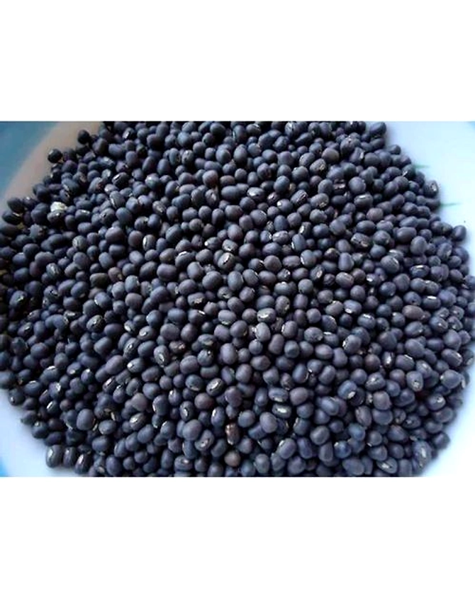 Sabut Urad-2