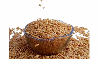Wheat Grain -Tukdi