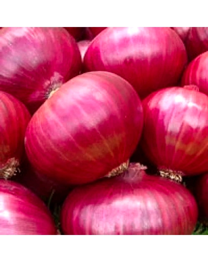 Fresh Red Onion-1