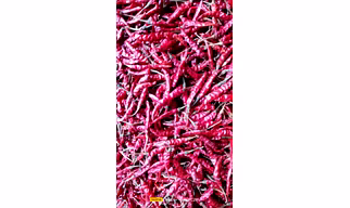 S17 teja dry red chilly