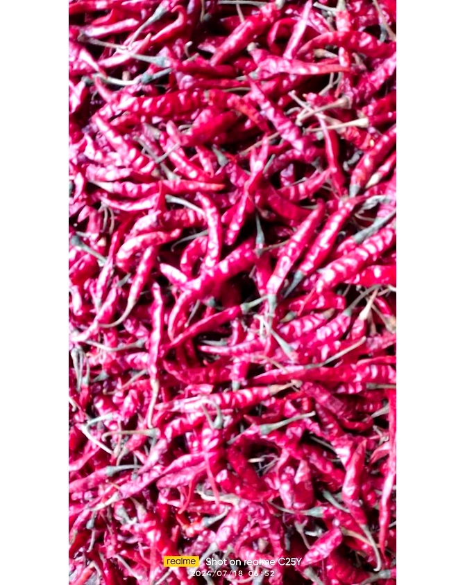 S17 teja dry red chilly-12570144