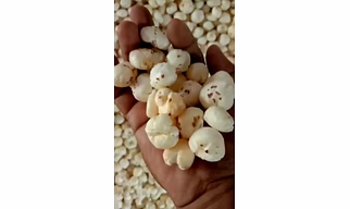 All Type Makhana by Jivandeep - Premium Crunchy Delights