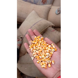 Yellow Maize