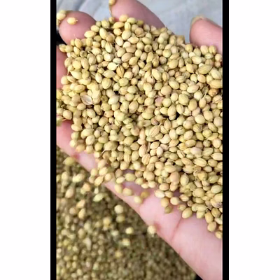 jivandeep premium green coriander - a culinary essential for exquisite flavors-eagle brand