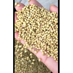 Green Coriander