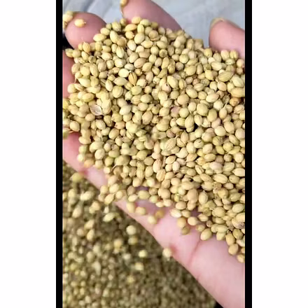 Premium Green Coriander - A Culinary Essential for Exquisite Flavors-Eagle Brand-2