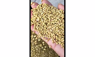 Premium Green Coriander - A Culinary Essential for Exquisite Flavors-Eagle Brand
