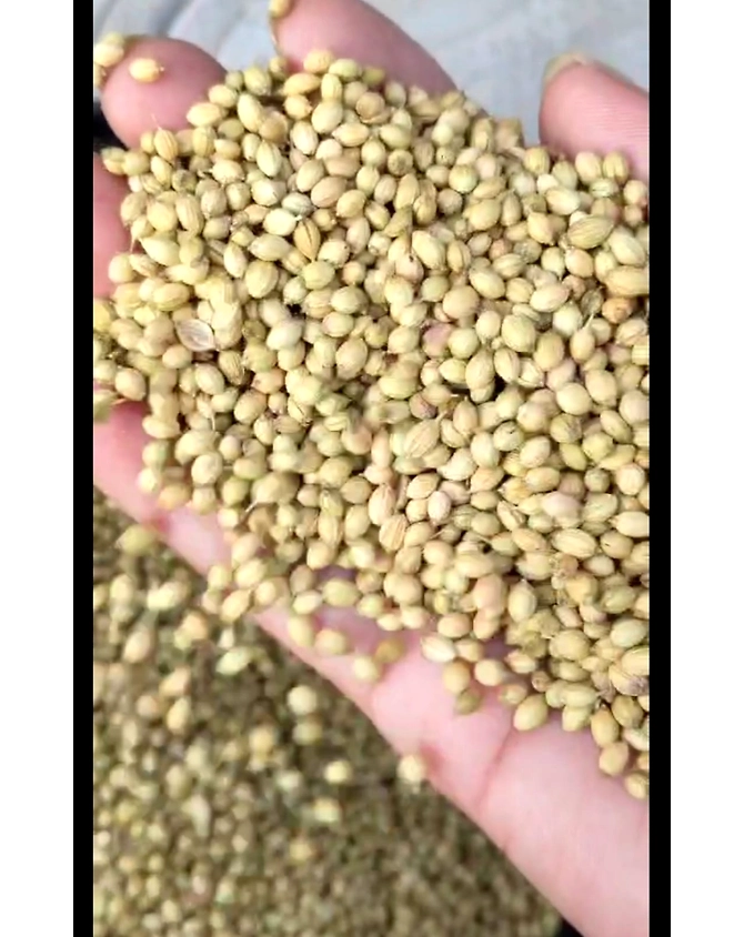 Green Coriander-3