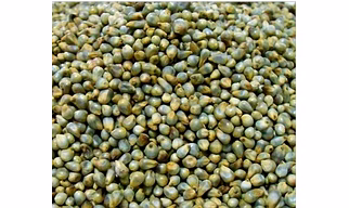 Premium Green Millett for Enhanced Agricultural Practices