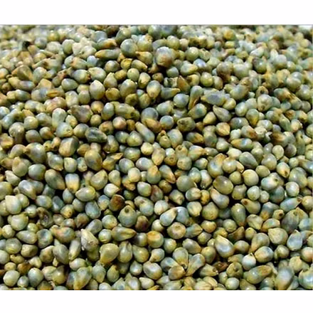 Premium Green Millett for Enhanced Agricultural Practices-12765091