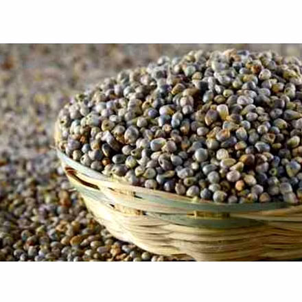 Premium Green Millett for Enhanced Agricultural Practices-2
