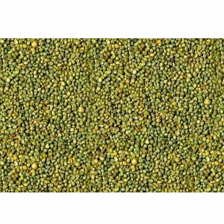 Premium Green Millett for Enhanced Agricultural Practices-3