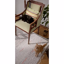 cotton cabana 8