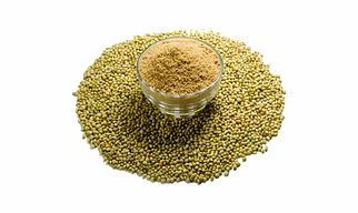 Coriander