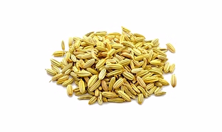 Fennel
