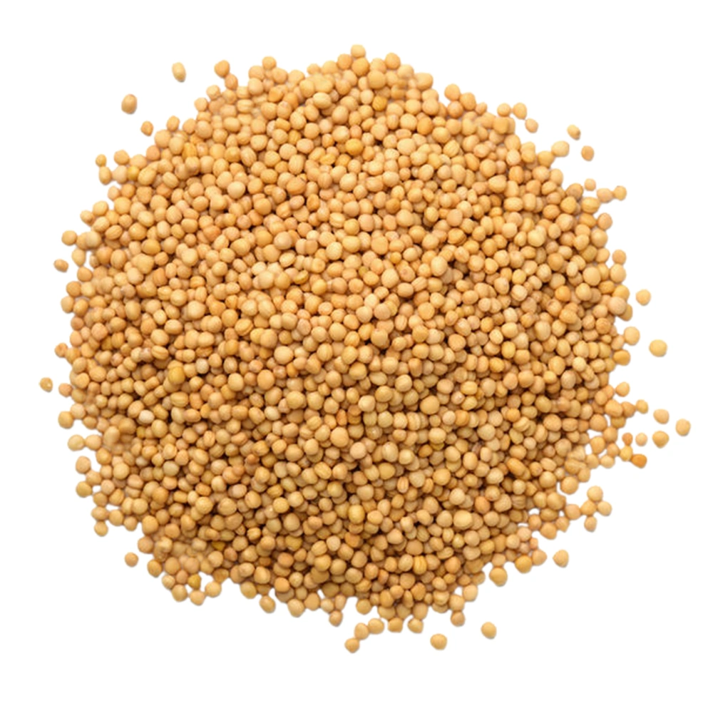 Yellow Mustard Seeds-MARS013