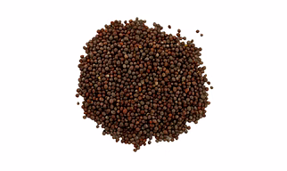 Black Mustard Seeds