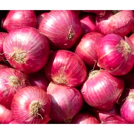 Onions-1