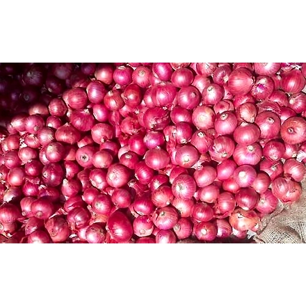 Onions-11503282