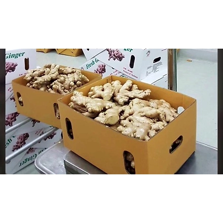 Ginger-1