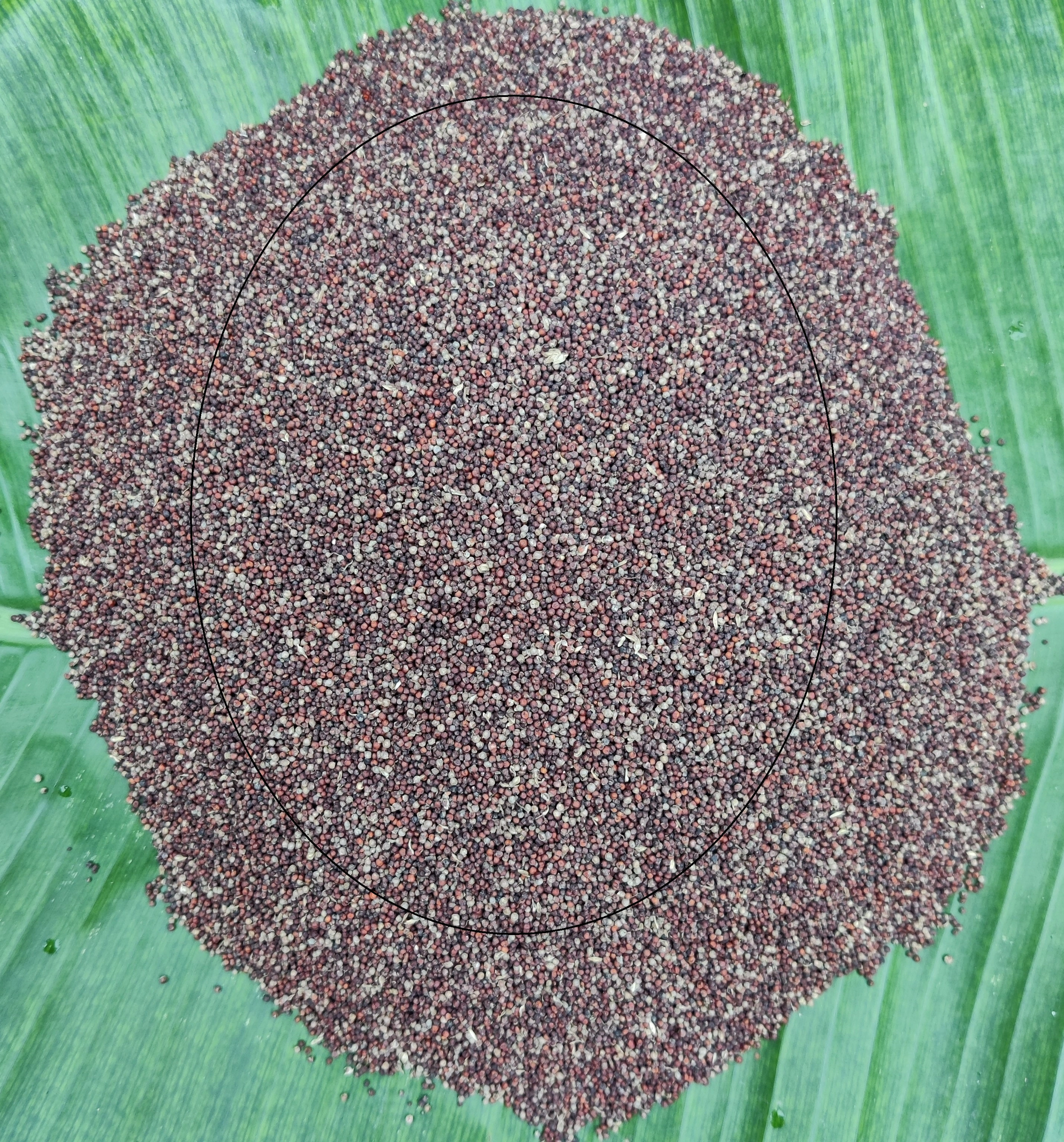 Ragi/Finger Millets Flour (Hand Made)-3