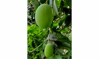 Maldah Mango