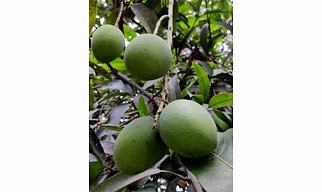 Zarda Mango