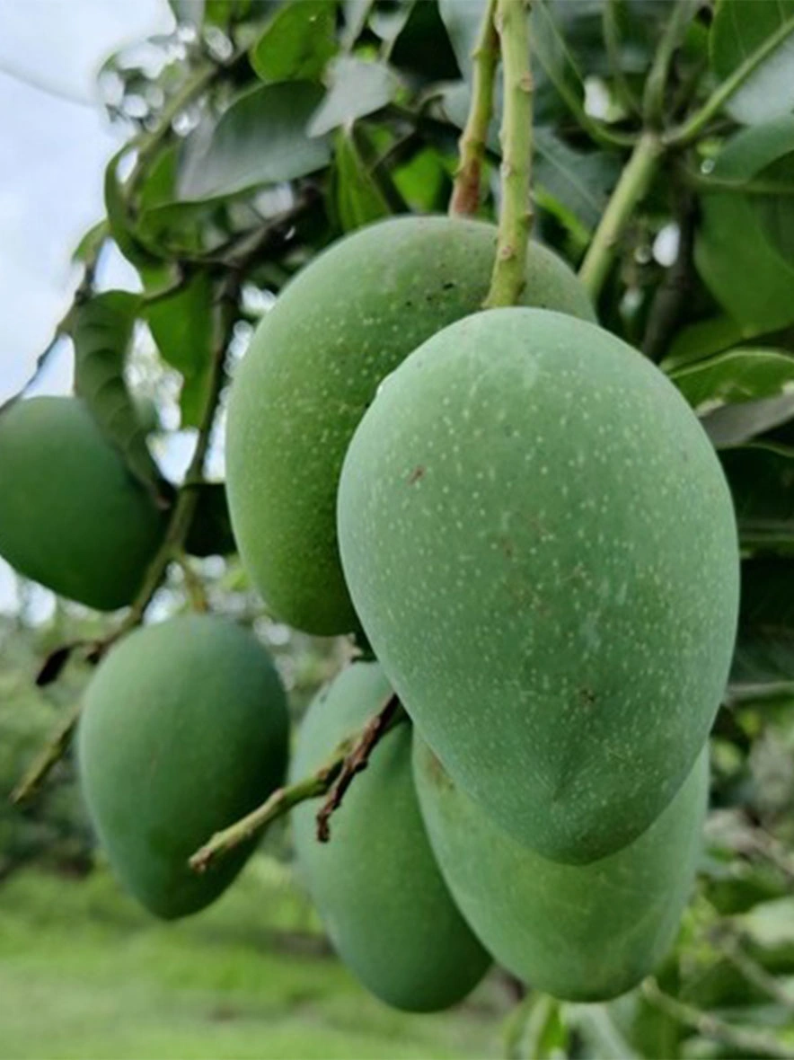 Bambai Mango-APNAKHET004