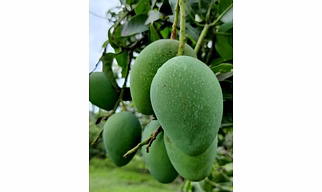 Bambai Mango