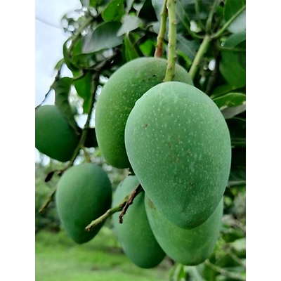 Bambai Mango