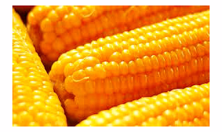 Maize