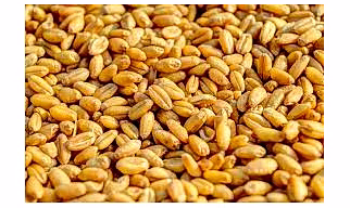 Wheat
