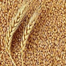 Wheat-1