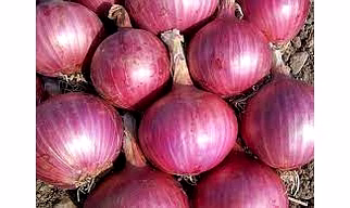 Onion