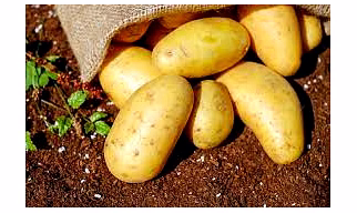 Potato