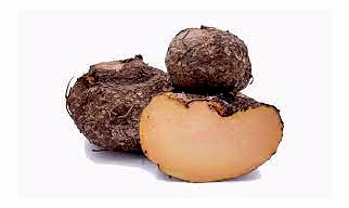 Elephant Yam