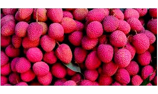 Litchi