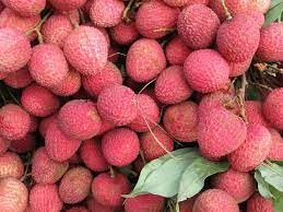 Litchi-2