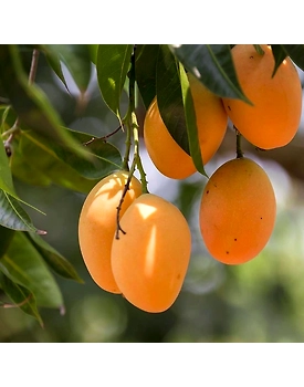 Kesar mango