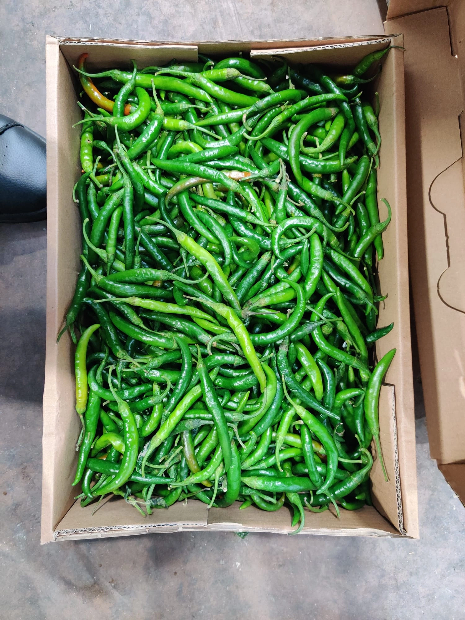 Green chillies-1