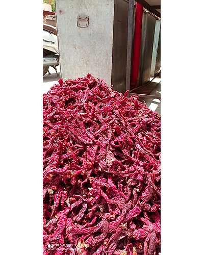 dry red chili-2