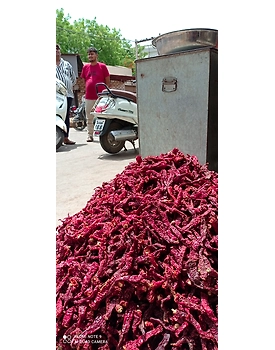 dry red chili