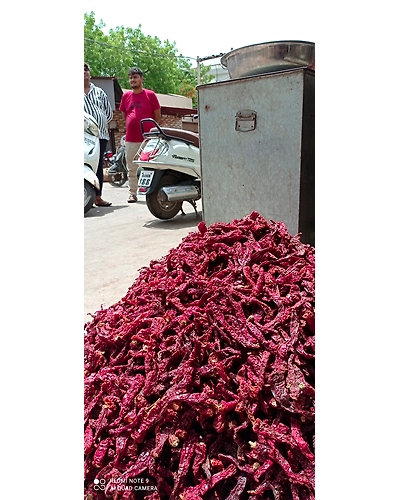 dry red chili-11548964