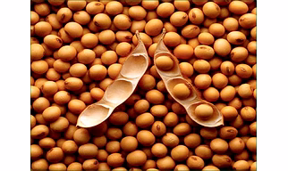Soybean Seeds