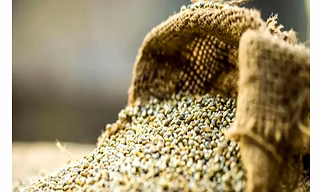 Pearl Millet (Bajra)