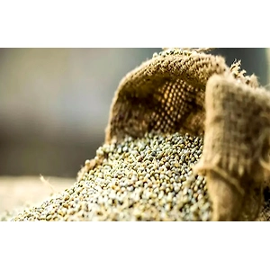 Pearl Millet (Bajra)