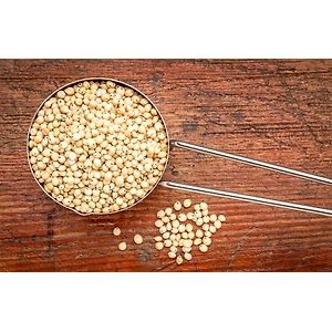 Sorghum